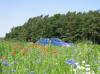 Das Bild habe ich am Sonntag in Sdbayern aufgenommen.
Solche Kornblumen und Mohnfelder habe ich schon seit
Jahren nicht mehr gesehen.
Mit einer evtl, Verwendung als Titelbild bin ich einverstanden.
Gru aus Kln
Egon