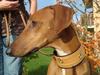 Azawakh, Windhund der Tuareg, mit Mercedes-Flair Azawakh, Windhund der Tuareg, mit Mercedes-Flair