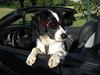Cooler SLK-Beifahrer mit perfektem Styling ... Cooler SLK-Beifahrer mit perfektem Styling ...