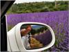 Lavendelfelder auf der Provence Tour 2020 Lavendelfelder auf der Provence Tour 2020