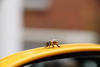 Beim Besuch einer Imkerei fanden die Bienen unseren R170 Yellowstone mindestens so lecker wie eine Blumenwiese. Willkommen bei der wilden fahrt auf dem Aussenspiegel links. Beim Besuch einer Imkerei fanden die Bienen unseren R170 Yellowstone mindestens so lecker wie eine Blumenwiese. Willkommen bei der wilden fahrt auf dem Aussenspiegel links.